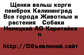 Щенки вельш корги пемброк Калининград - Все города Животные и растения » Собаки   . Ненецкий АО,Каратайка п.